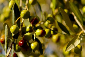 dầu olive